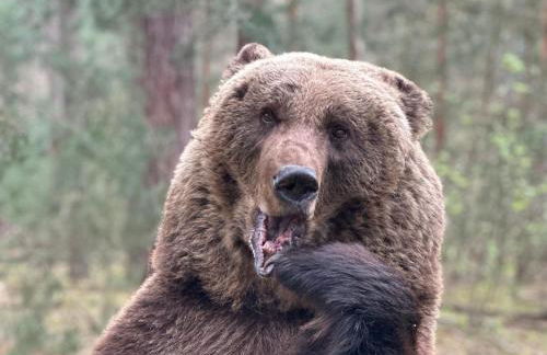 Wildpark Johannismühle - Foto 6