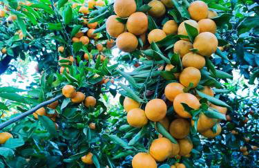 Viola Metković - Foto 22