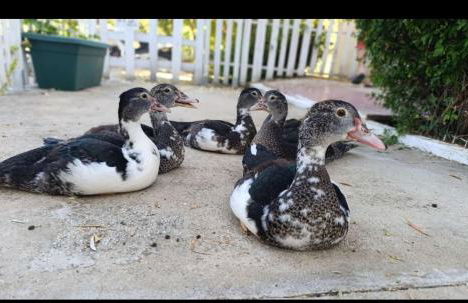 Apartamento Rural Vainilla - Photo 28