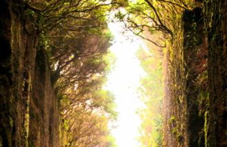 Canela Tenerife Apartment - Foto 46