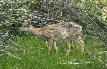 Secluded Mountain View Getaway - Near Jackson Hole - BBQ, Patio Wildlife! - Foto 15