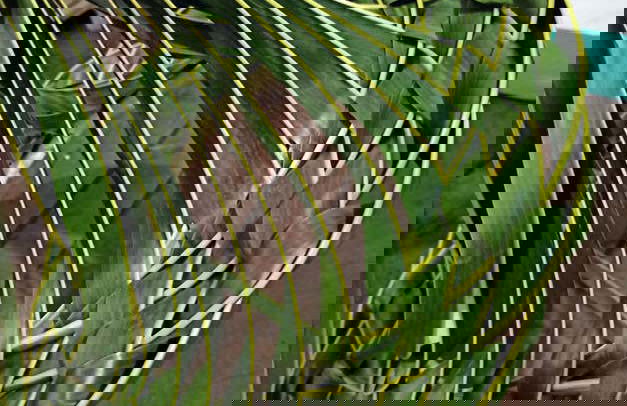 Oficina de artesanato em San Andrés - Foto 11