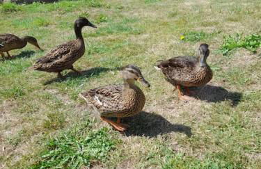 le ch'ti 4 saisons Maison de vacances avec parking et jardin - Foto 11