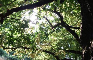 domaine des tilleuls d'or - Foto 11