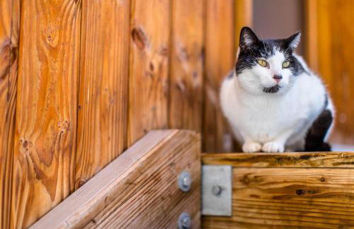 Madame Vacances Les Chalets du Berger Premium*** - Foto 67