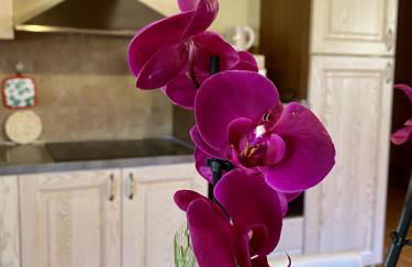 Podere la Fonte Vernaccia & Zafferano - Foto 38