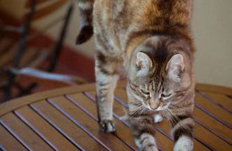 La Locanda Cuccuini - Foto 37