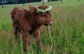 Agroturystyka "Apartament na wsi" Bory Tucholskie - Foto 28