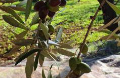 Masseria Cesarina B&B - Foto 13