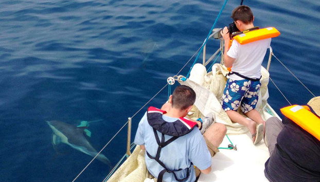 Dauphins qui nagent près du bateau