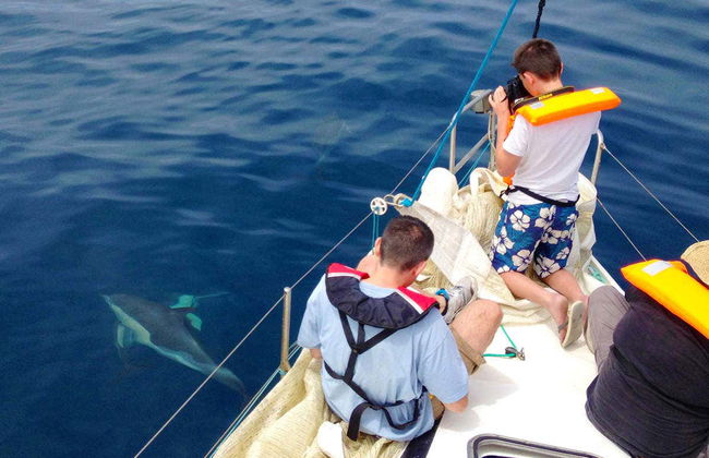 Observation de dauphins à Fuseta - Photo 5