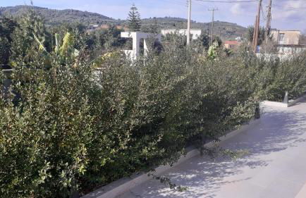 Giannis Villa - Photo 55