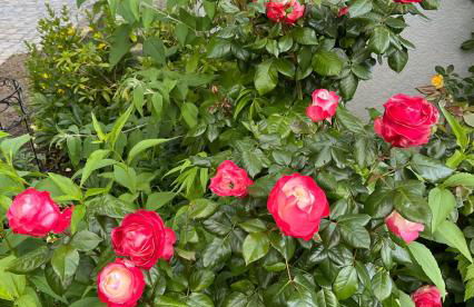 Kleine Landhaus-Perle am Schlosspark - Foto 32