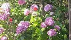 Αρχοντικό Πρεπάλα - Foto 2