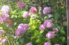 Αρχοντικό Πρεπάλα - Photo 2