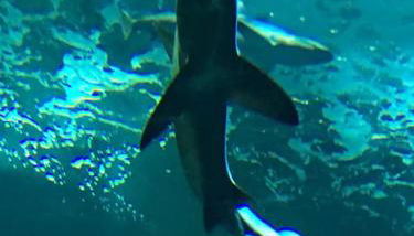 Villa landaise de charme avec piscine chauffée - Foto 4