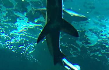 Villa landaise de charme avec piscine chauffée - Foto 4