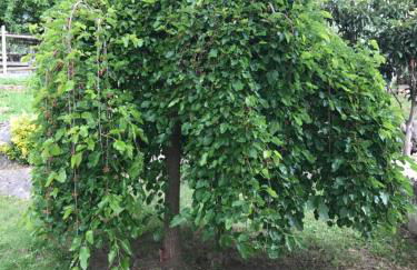 Agriturismo a casa di Susanna - Foto 68