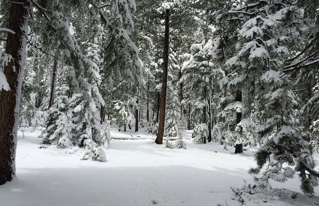 Rocky Mountains Snowshoe Tour - Photo 3