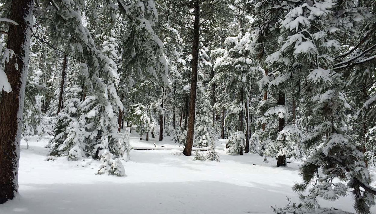 Paseo en raquetas de nieve