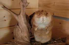 Denali Wild Stay - Muskrat cabin, private, free wifi, free parking, sleep 4 - Foto 15