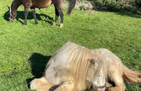 Ferienwohnung Monteurzimmer Zülpich Bauernhof EH J - Foto 9