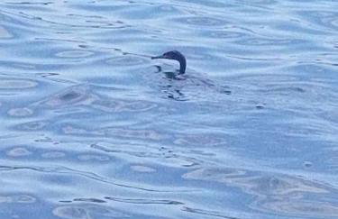 Primavera - Photo 77