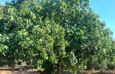 Casa bordolese - Foto 10