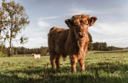 Moierhof - Der Ferienbauernhof am Chiemsee - Photo 11