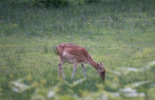 Shepherds Huts Tansy & Ethel in rural Sussex - Foto 37