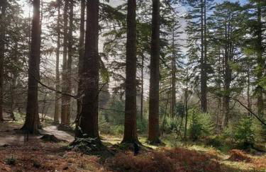 Calm & Cosy (sleeps up to 6) - Oakdene Forest Park - Foto 6