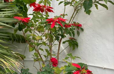 El Paraíso Agaete Valle - Foto 37