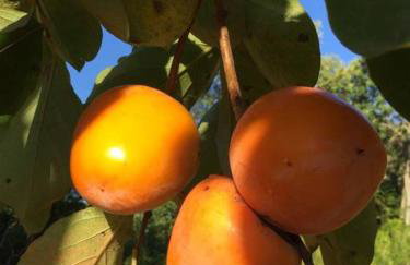 Chácara Verzani - Foto 73