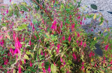 Domaine des Ortinieres - Foto 18