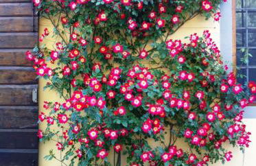 Fattoria di Migliarino - Foto 23