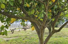 Quinta Marinhais para férias no Ribatejo - Foto 44