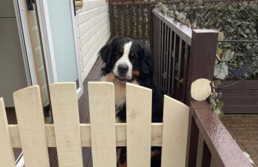 7 Rannoch Row, lovely holiday static caravan for dogs & their owners. - Photo 19