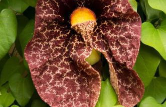 Finca Patio Canario - Foto 43