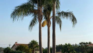 Camélias Casa de Charme - Foto 5, Garden