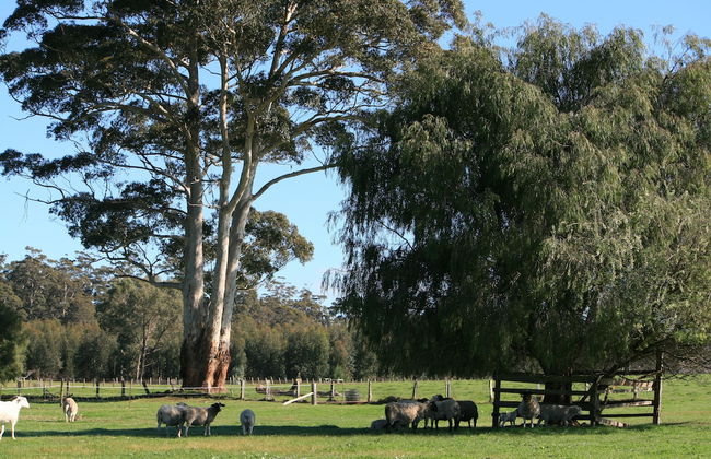 Diamond Forest Farm Stay - Foto 42