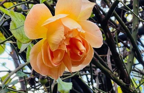 ARTvacanza Neustadt - Foto 55