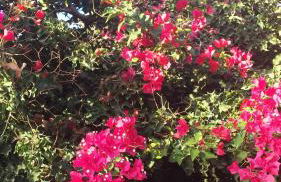 Puig de Ros - Foto 27