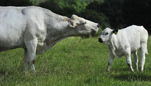 Luxury private FARM BARN, Airport, NEC - Foto 5