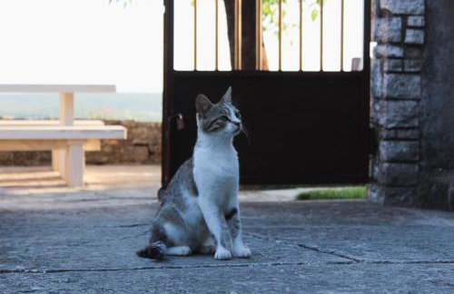 Vista Kum - Kuća za odmor - Photo 13