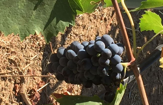 Azienda Agricola Sinisi - Foto 33