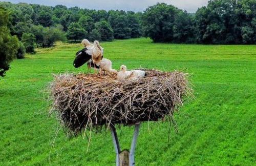 Ferienwohnung Weber - Foto 15