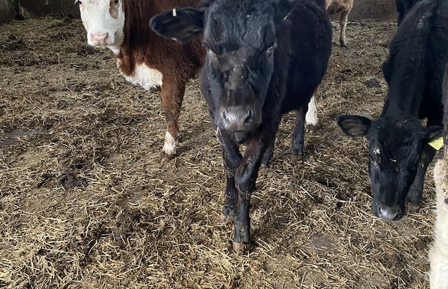 Beautiful 2 Bed Bungalow in Laugharne Situated - Foto 23