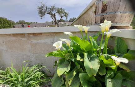 Georgioupoli Studios - Foto 54