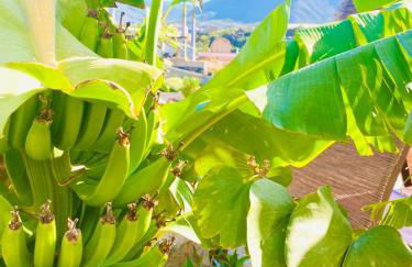 Laurisilva love spa sauna y piscina - Foto 72