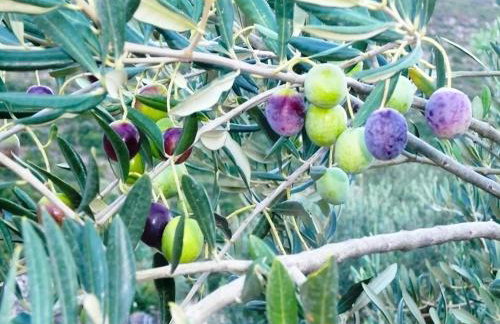 Lavender Cottage - Foto 23